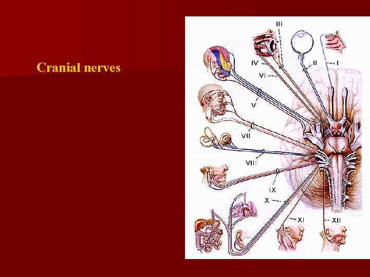 Cranial nerves 