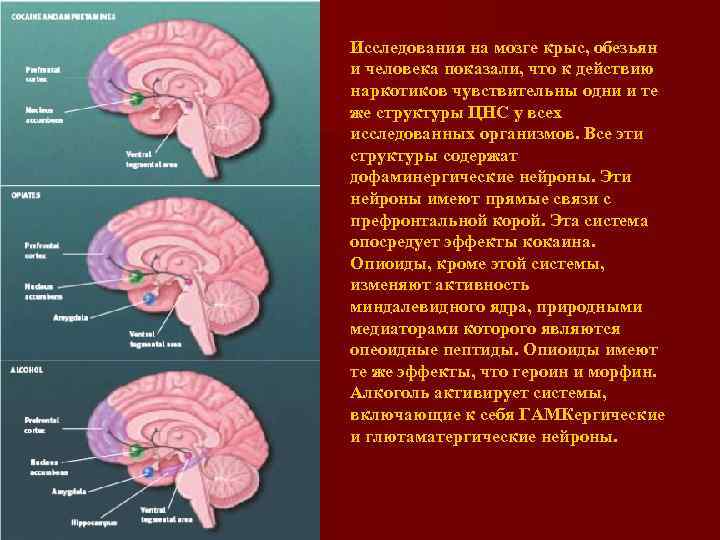 Функция головного мозга животных. Мозг обезьяны строение. Головной мозг приматов. Структура головного мозга человека и примата. Строение головного мозга приматов.