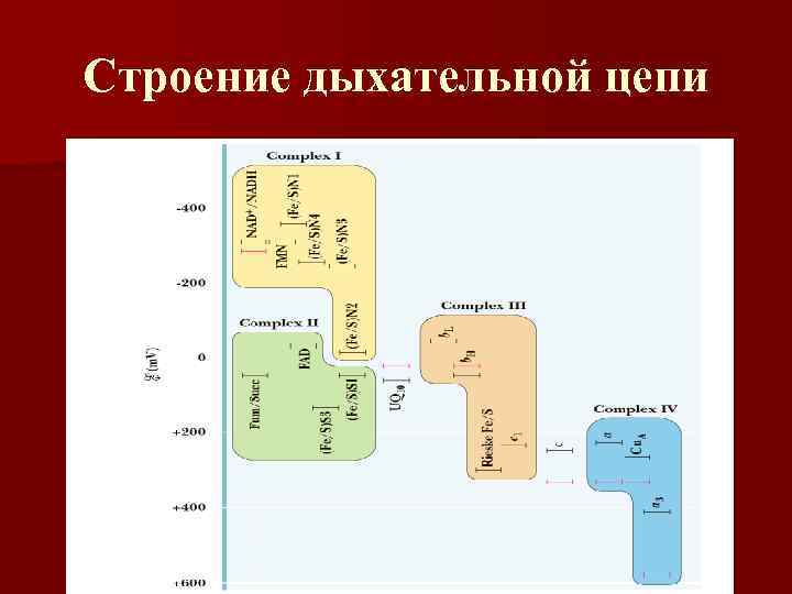 Строение дыхательной цепи 