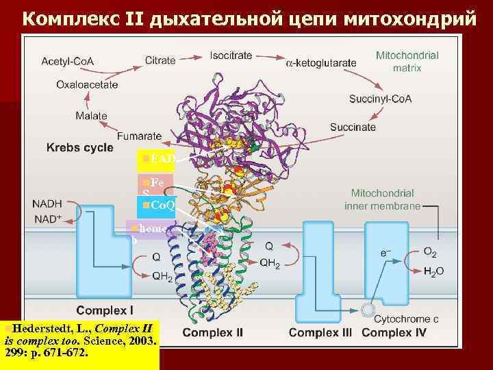 Комплекс II дыхательной цепи митохондрий n. FAD n. Fe S n. Co. Q nheme