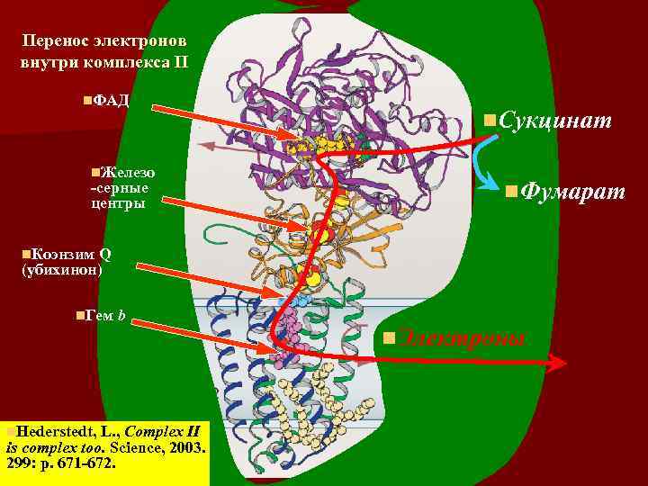 Перенос электронов внутри комплекса II n. ФАД n. Железо -серные центры n. Сукцинат n.