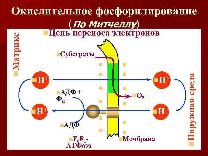 Цепь переноса электронов