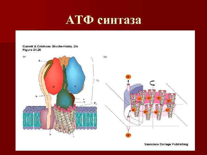 АТФ синтаза 