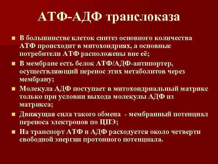 АТФ-АДФ транслоказа n n n В большинстве клеток синтез основного количества АТФ происходит в
