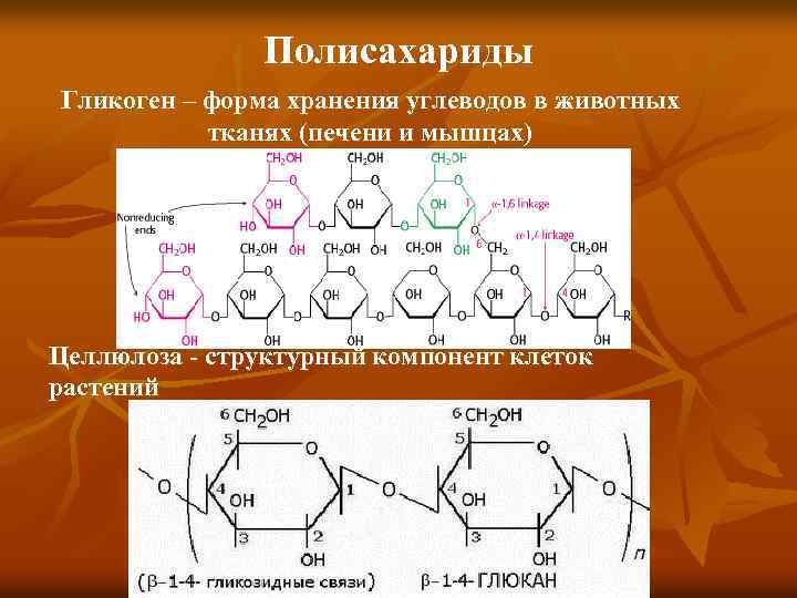 Полисахариды Гликоген – форма хранения углеводов в животных тканях (печени и мышцах) Целлюлоза -