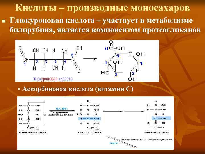 Кислоты – производные моносахаров n Глюкуроновая кислота – участвует в метаболизме билирубина, является компонентом