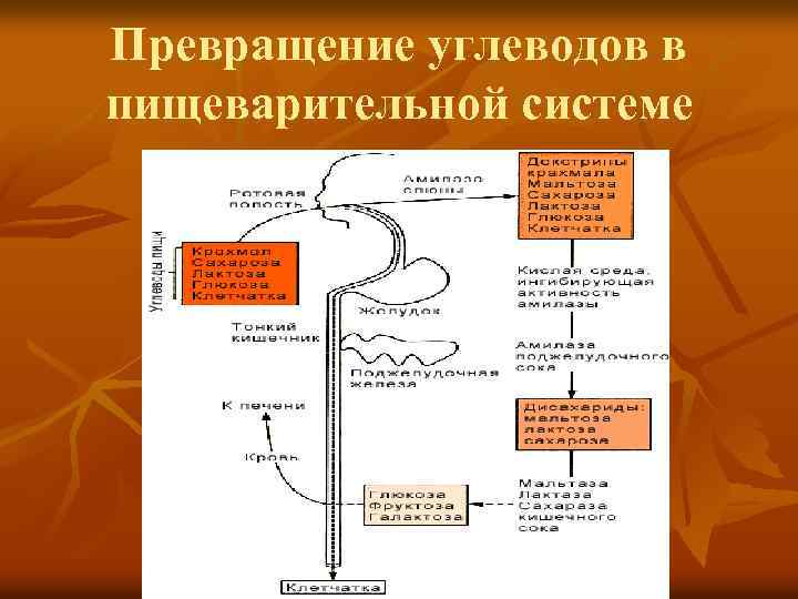 Превращение углеводов в пищеварительной системе 