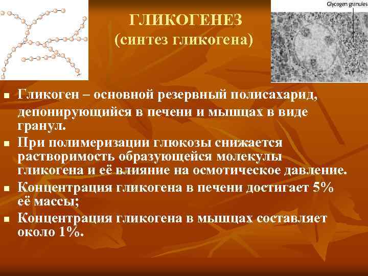 ГЛИКОГЕНЕЗ (синтез гликогена) n n Гликоген – основной резервный полисахарид, депонирующийся в печени и