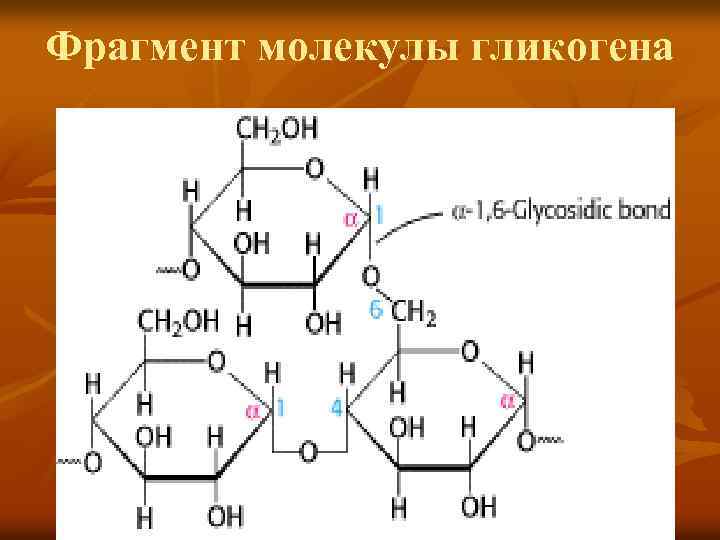 Фрагмент молекулы гликогена 