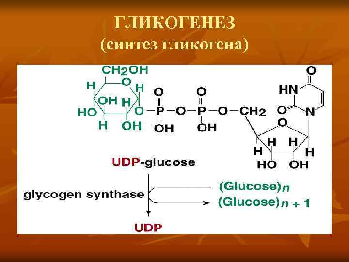 ГЛИКОГЕНЕЗ (синтез гликогена) 
