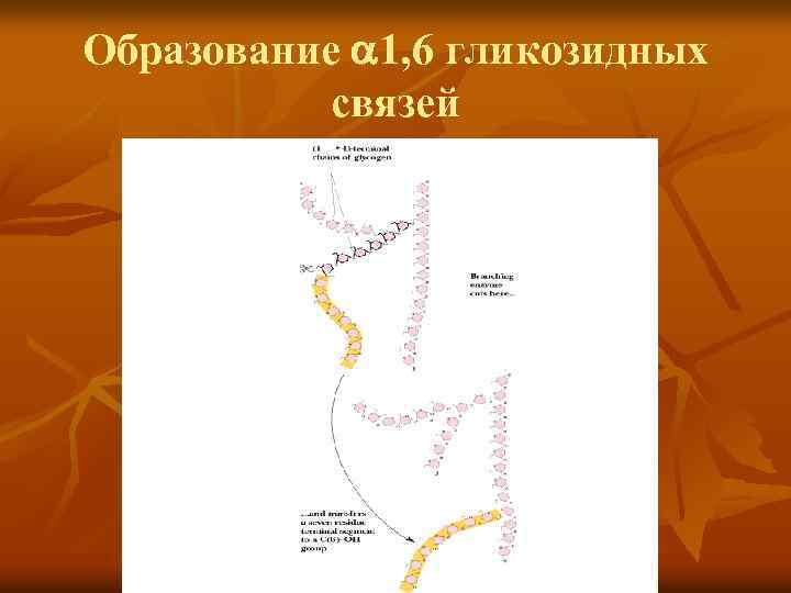 Образование 1, 6 гликозидных связей 