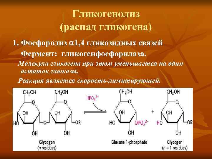 Гликогенолиз (распад гликогена) 1. Фосфоролиз 1, 4 гликозидных связей Фермент: гликогенфосфорилаза. Молекула гликогена при