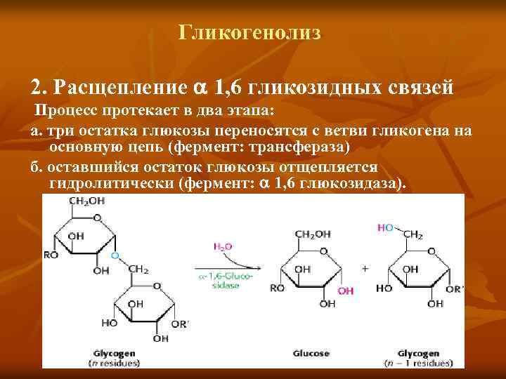 Гликогенолиз 2. Расщепление 1, 6 гликозидных связей Процесс протекает в два этапа: а. три