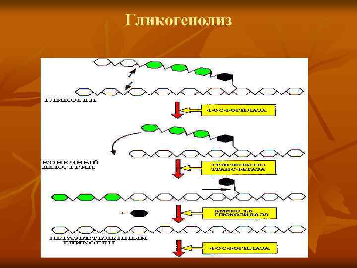 Гликогенолиз 