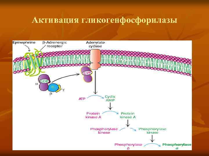 Активация гликогенфосфорилазы 