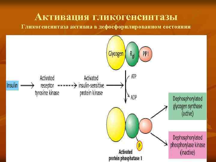 Активация гликогенсинтазы Гликогенсинтаза активна в дефосфорилированном состоянии 