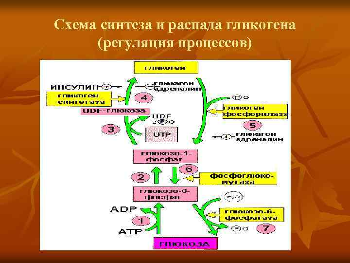 Схема синтеза и распада гликогена (регуляция процессов) 