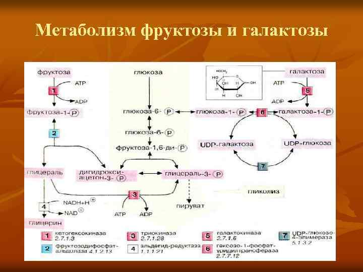 Метаболизм фруктозы и галактозы 