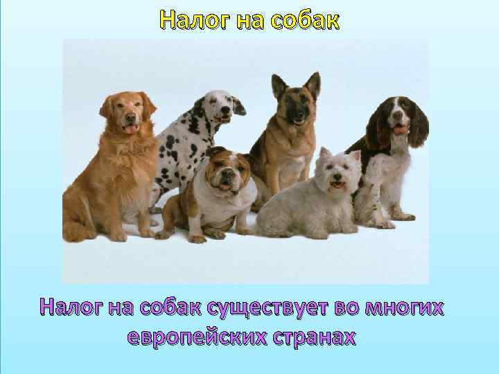 Налог на собак существует во многих европейских странах 