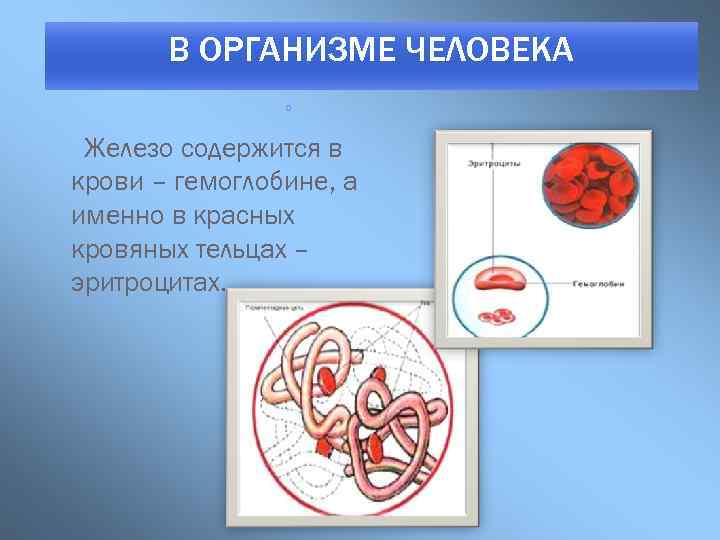 В ОРГАНИЗМЕ ЧЕЛОВЕКА о Железо содержится в крови – гемоглобине, а именно в красных