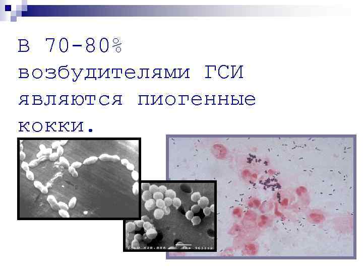 В 70 -80% возбудителями ГСИ являются пиогенные кокки. 