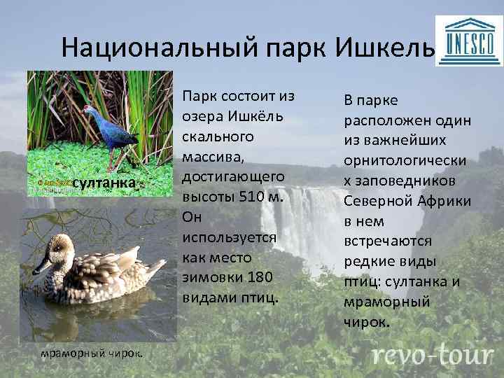 Национальный парк Ишкель. султанка мраморный чирок. Парк состоит из озера Ишкёль скального массива, достигающего