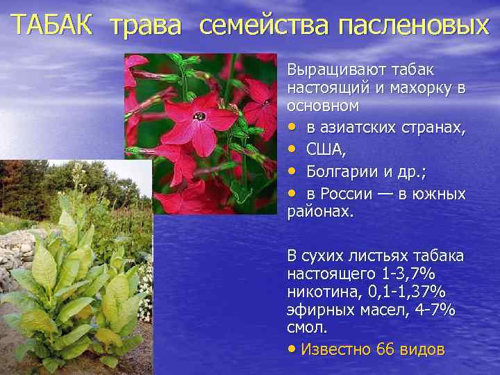 ТАБАК трава семейства пасленовых Выращивают табак настоящий и махорку в основном • в азиатских