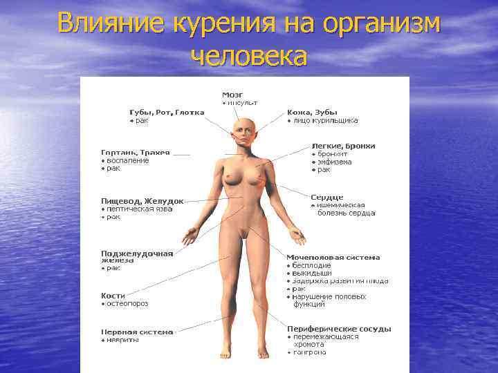Влияние курения на организм человека 