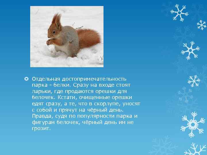  Отдельная достопримечательность парка - белки. Сразу на входе стоят ларьки, где продаются орешки