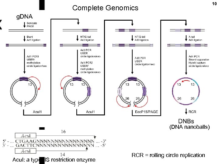 10 Complete Genomics (DNA nanoballs) Acu. I: a type IIS restriction enzyme RCR =