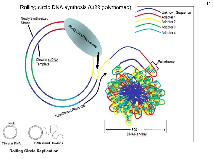 Rolling circle DNA synthesis (Φ 29 polymerase) 11 