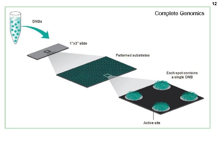 12 Complete Genomics 
