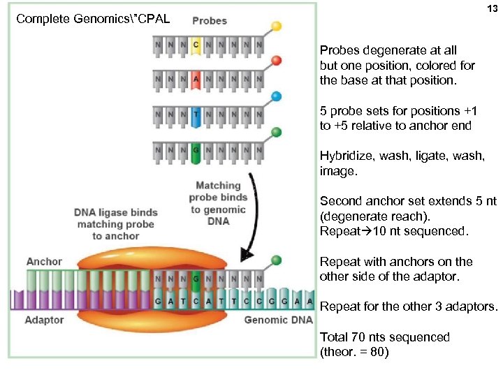 13 Complete Genomics”CPAL Probes degenerate at all but one position, colored for the base