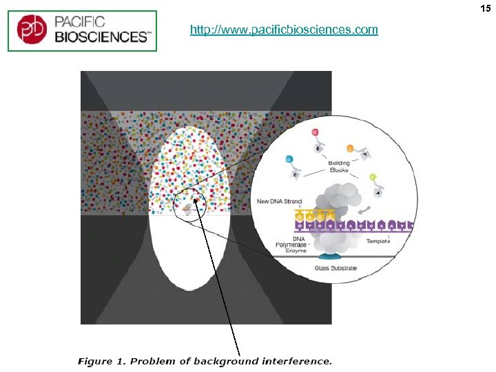 15 http: //www. pacificbiosciences. com 