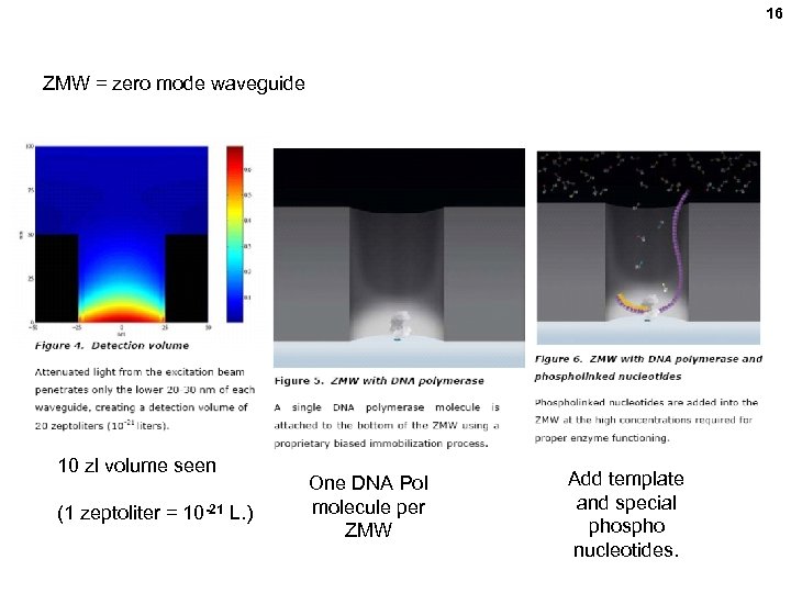 16 ZMW = zero mode waveguide 10 zl volume seen (1 zeptoliter = 10