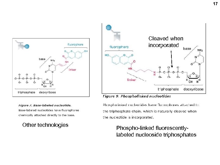 17 Cleaved when incorporated Other technologies Phospho-linked fluorescentlylabeled nucleoside triphosphates 