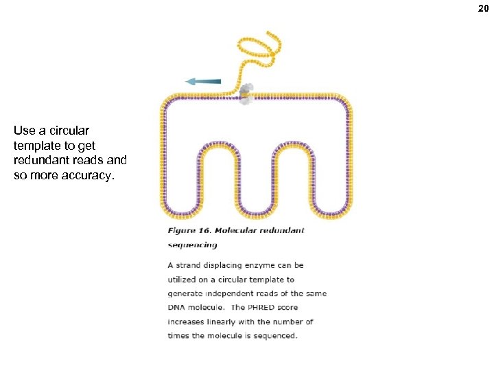 20 Use a circular template to get redundant reads and so more accuracy. 