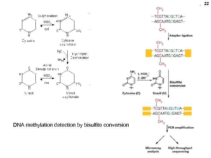 22 DNA methylation detection by bisulfite conversion 
