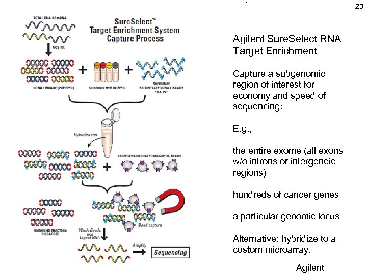 23 Agilent Sure. Select RNA Target Enrichment Capture a subgenomic region of interest for