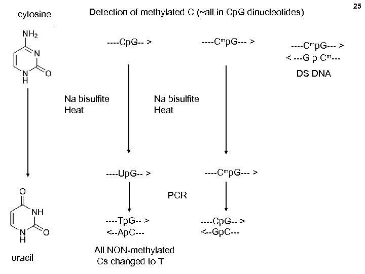 cytosine Detection of methylated C (~all in Cp. G dinucleotides) ----Cmp. G--- > ----Cp.