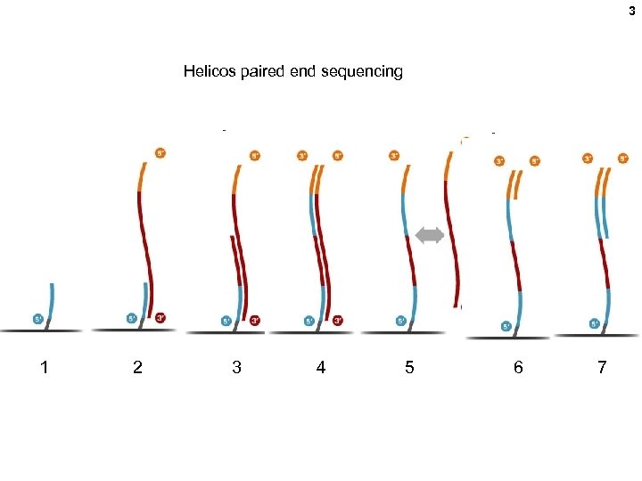 3 Helicos paired end sequencing 1 2 3 4 5 6 7 