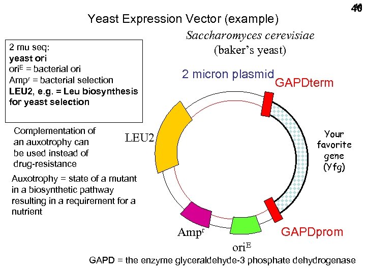 40 40 Yeast Expression Vector (example) Saccharomyces cerevisiae (baker’s yeast) 2 mu seq: yeast