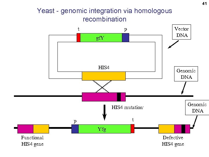 41 Yeast - genomic integration via homologous recombination t Vector DNA p gf. Y