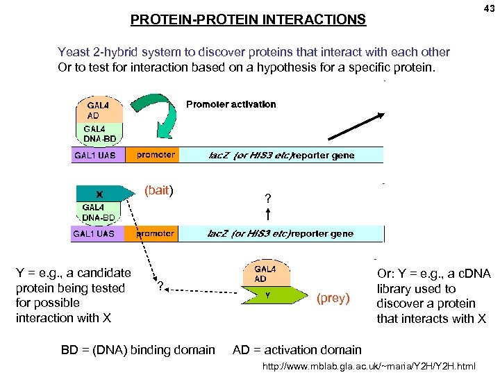 43 PROTEIN-PROTEIN INTERACTIONS Yeast 2 -hybrid system to discover proteins that interact with each