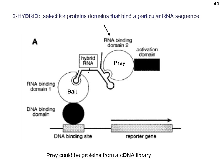 46 3 -HYBRID: select for proteins domains that bind a particular RNA sequence Prey