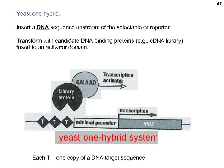 47 Yeast one-hybrid: Insert a DNA sequence upstream of the selectable or reporter Transform