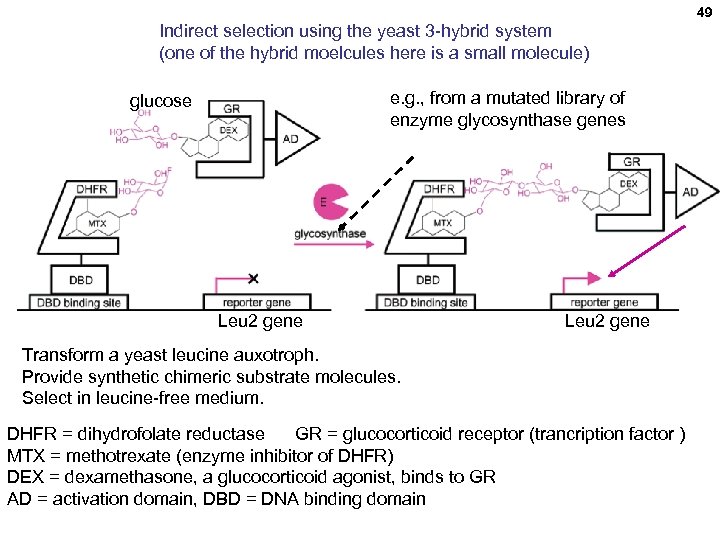 49 Indirect selection using the yeast 3 -hybrid system (one of the hybrid moelcules