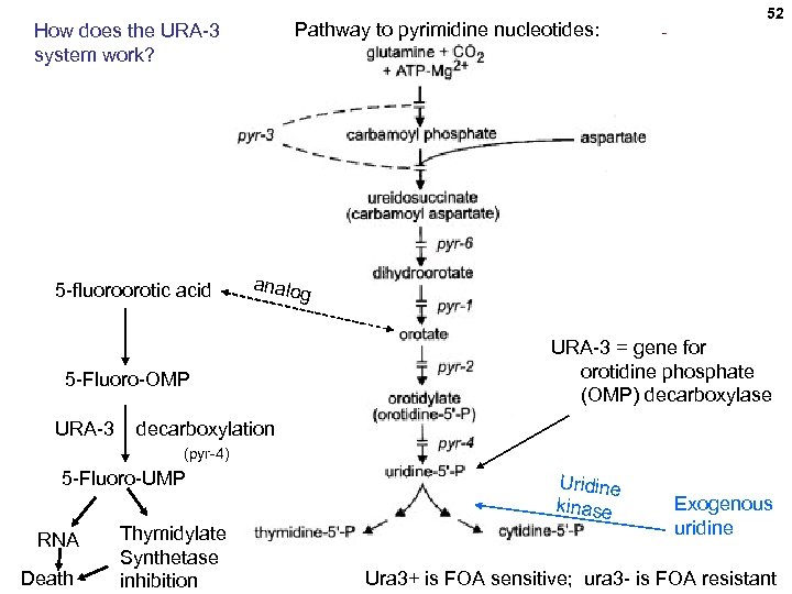 Pathway to pyrimidine nucleotides: How does the URA-3 system work? 5 -fluoroorotic acid analo