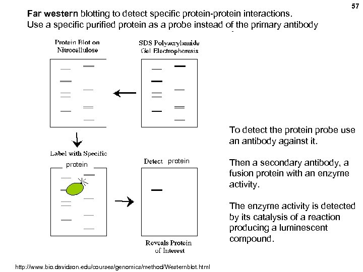 Far western blotting to detect specific protein-protein interactions. Use a specific purified protein as