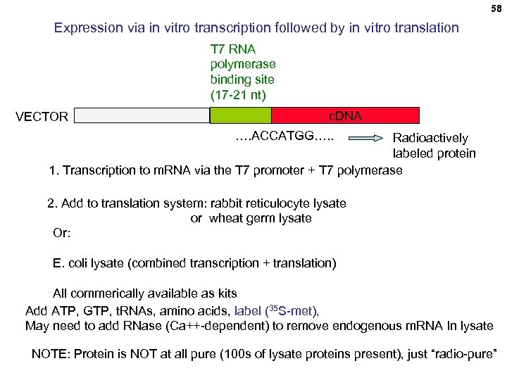 58 Expression via in vitro transcription followed by in vitro translation T 7 RNA